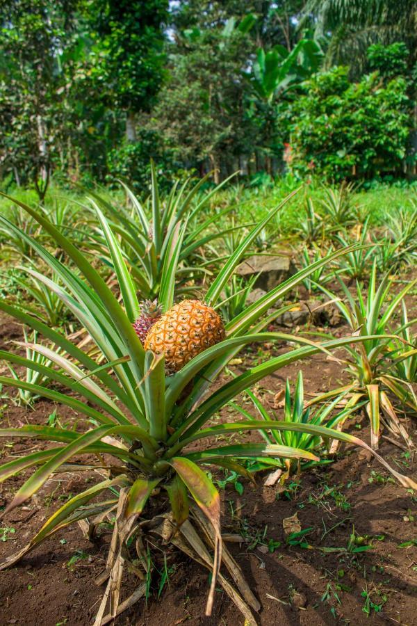 Welfare Agroturismo Milagrosa Luaran gambar
